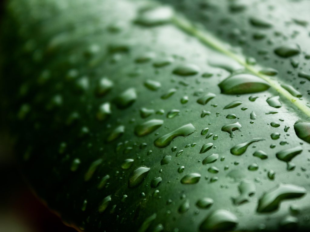macro-shot-green-leaf-covered-water-droplets-1024×768 CO2 supercrítico